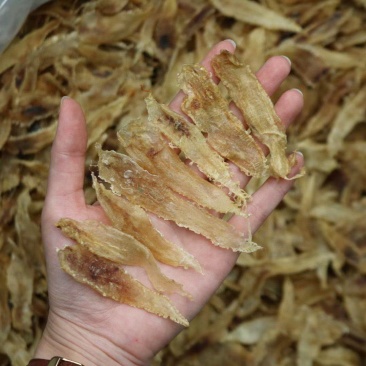 450头土鳘条鱼胶花胶厚肉颜色好味道新鲜扑鼻而来