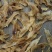 450头土鳘条鱼胶花胶厚肉颜色好味道新鲜扑鼻而来