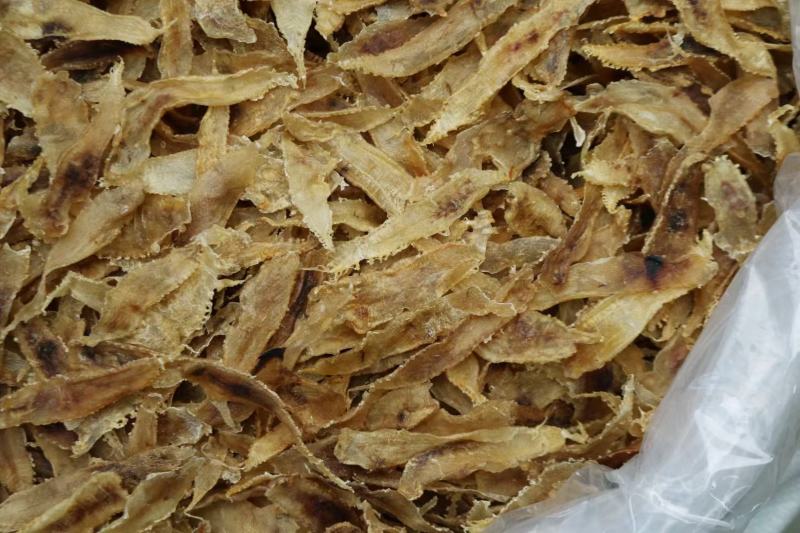 450头土鳘条鱼胶花胶厚肉颜色好味道新鲜扑鼻而来