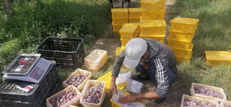 新疆喀什西梅，品质保证。货源充足！