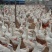 鹅苗皖蒲杂交250g以下【华芳孵化场】价格美丽