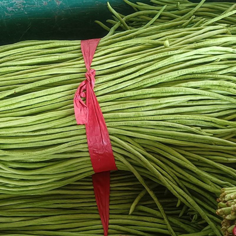 长豆角豇豆大量上市颜色好条型均匀货量大