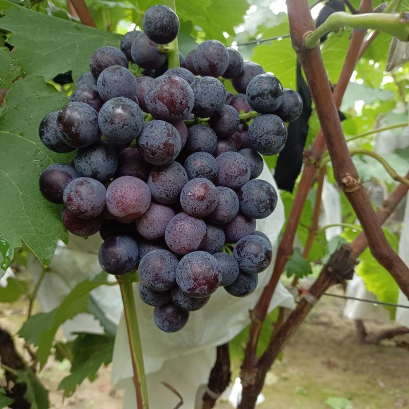 河北威县夏黑葡萄大量上市