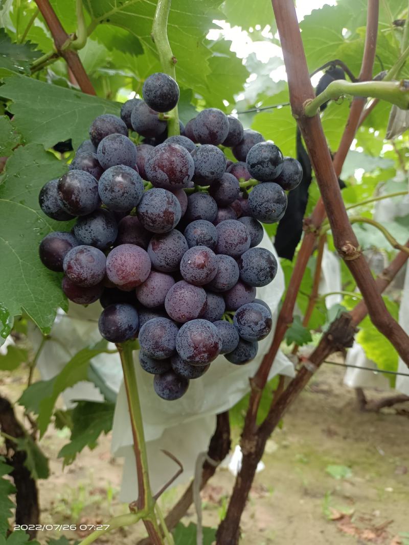 河北威县夏黑葡萄大量上市