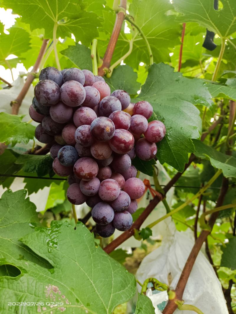 河北威县夏黑葡萄大量上市