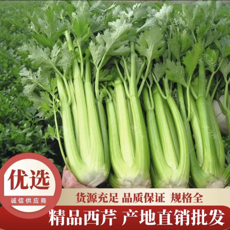 【实力商家】定西西芹皇妃.西芹大量上市、西芹.西芹批发
