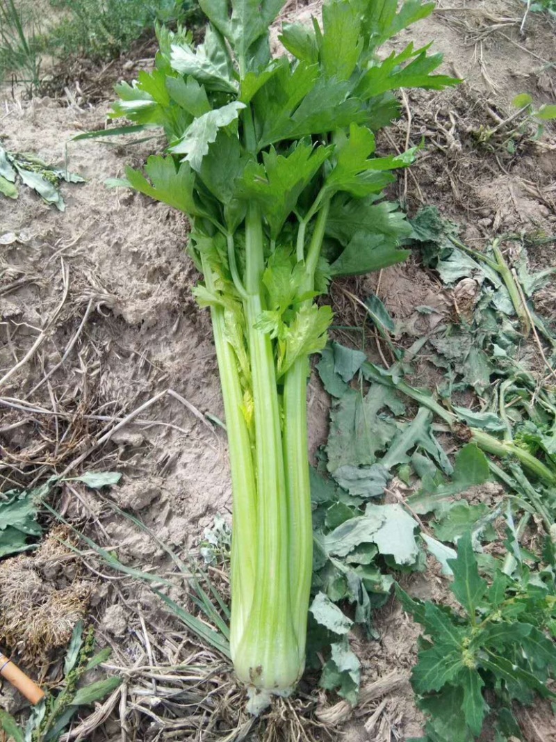 【实力商家】定西西芹皇妃.西芹大量上市、西芹.西芹批发