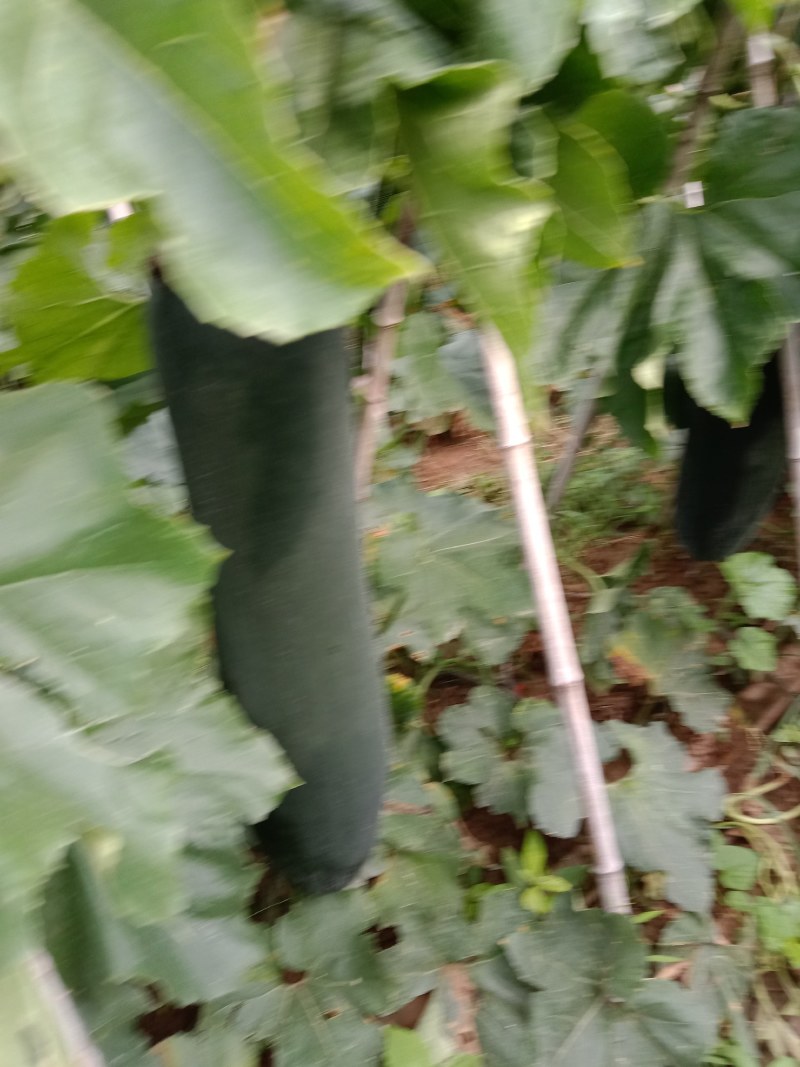 黑皮冬瓜