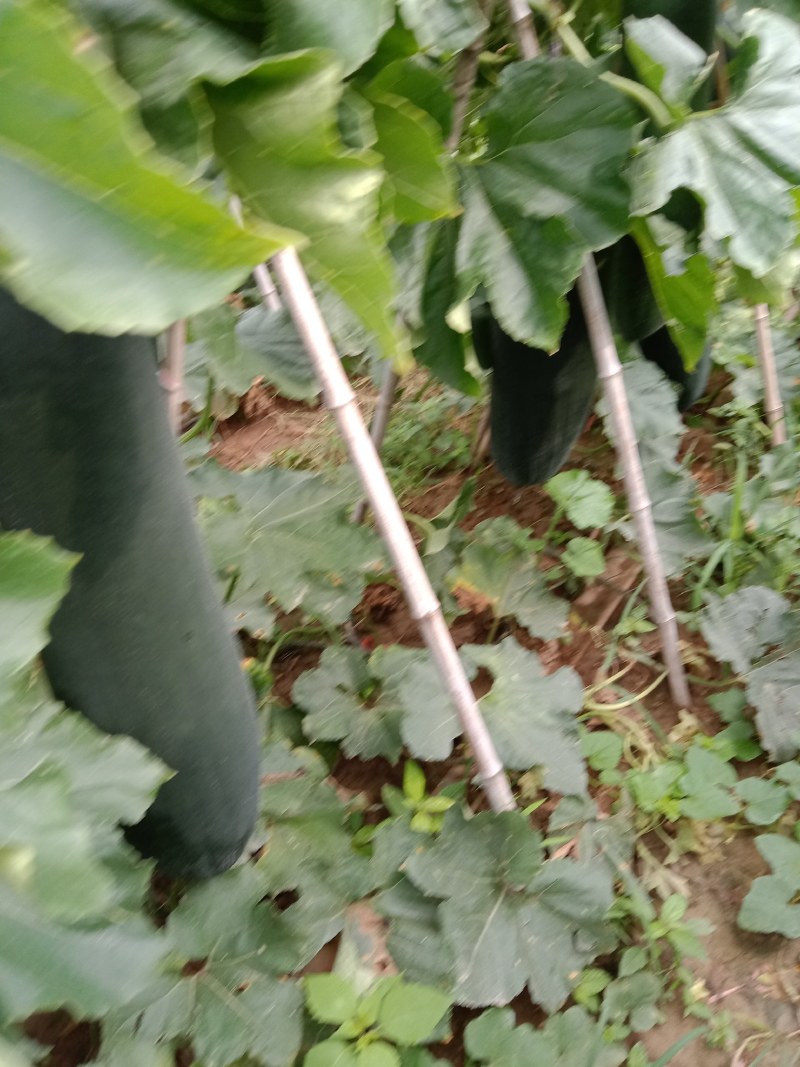 黑皮冬瓜