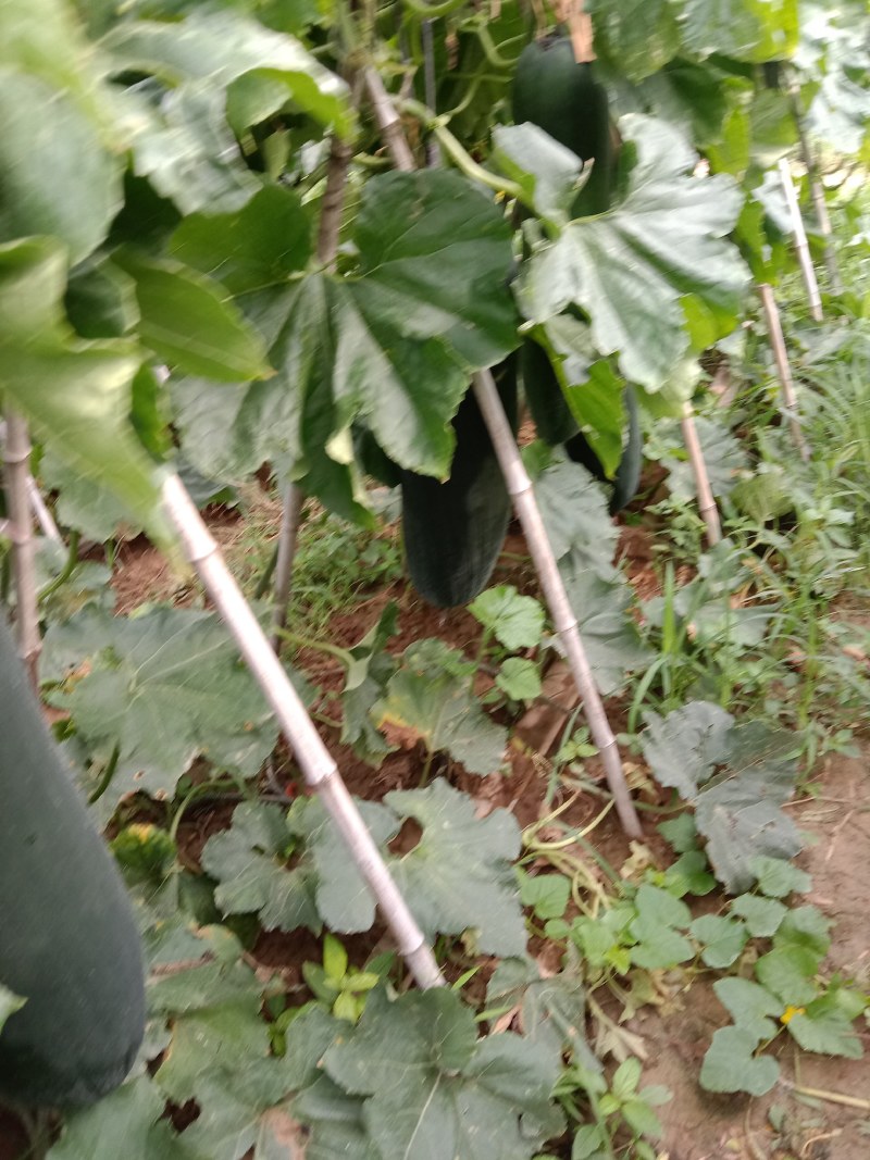 黑皮冬瓜