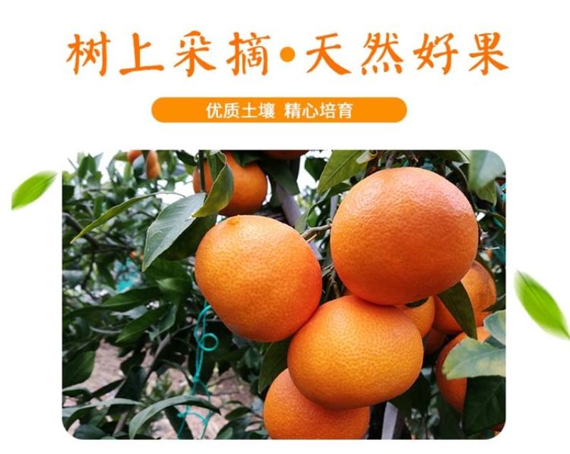 爱媛橙蜜橙，可口香甜，无渣无核，汁多