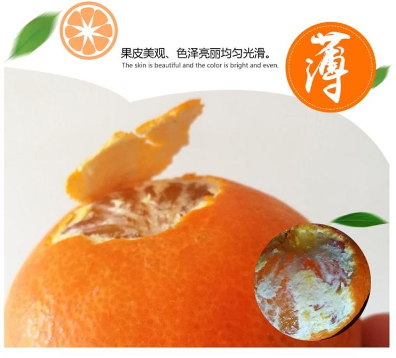 爱媛橙蜜橙，可口香甜，无渣无核，汁多