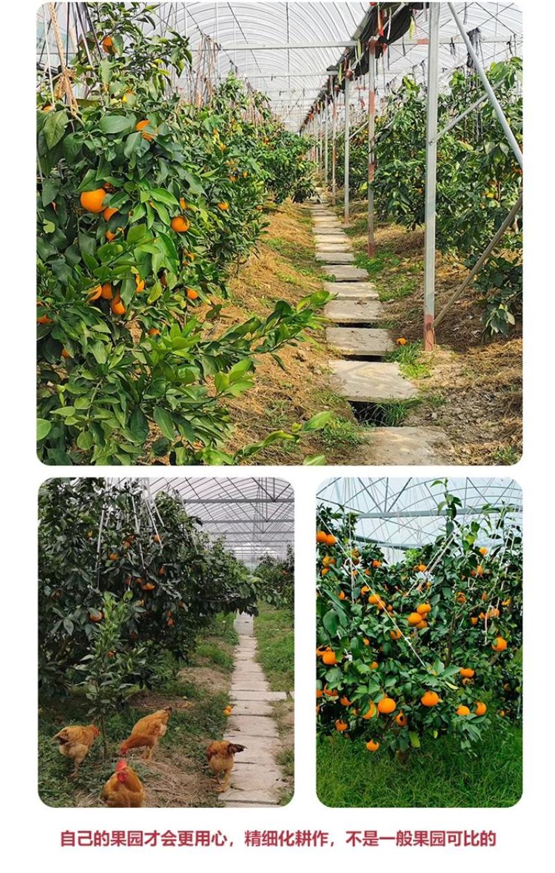 爱媛橙蜜橙，可口香甜，无渣无核，汁多