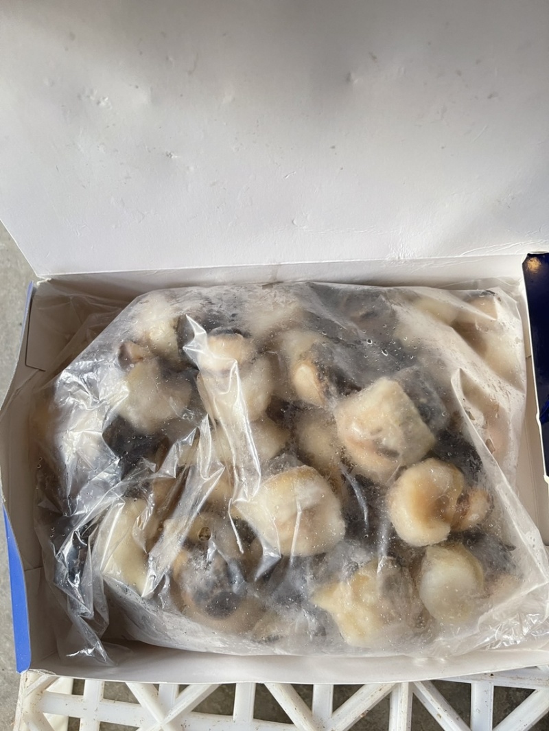 海螺头肉，鲜活海螺剥肉，一件10盒20斤装，大海螺肉