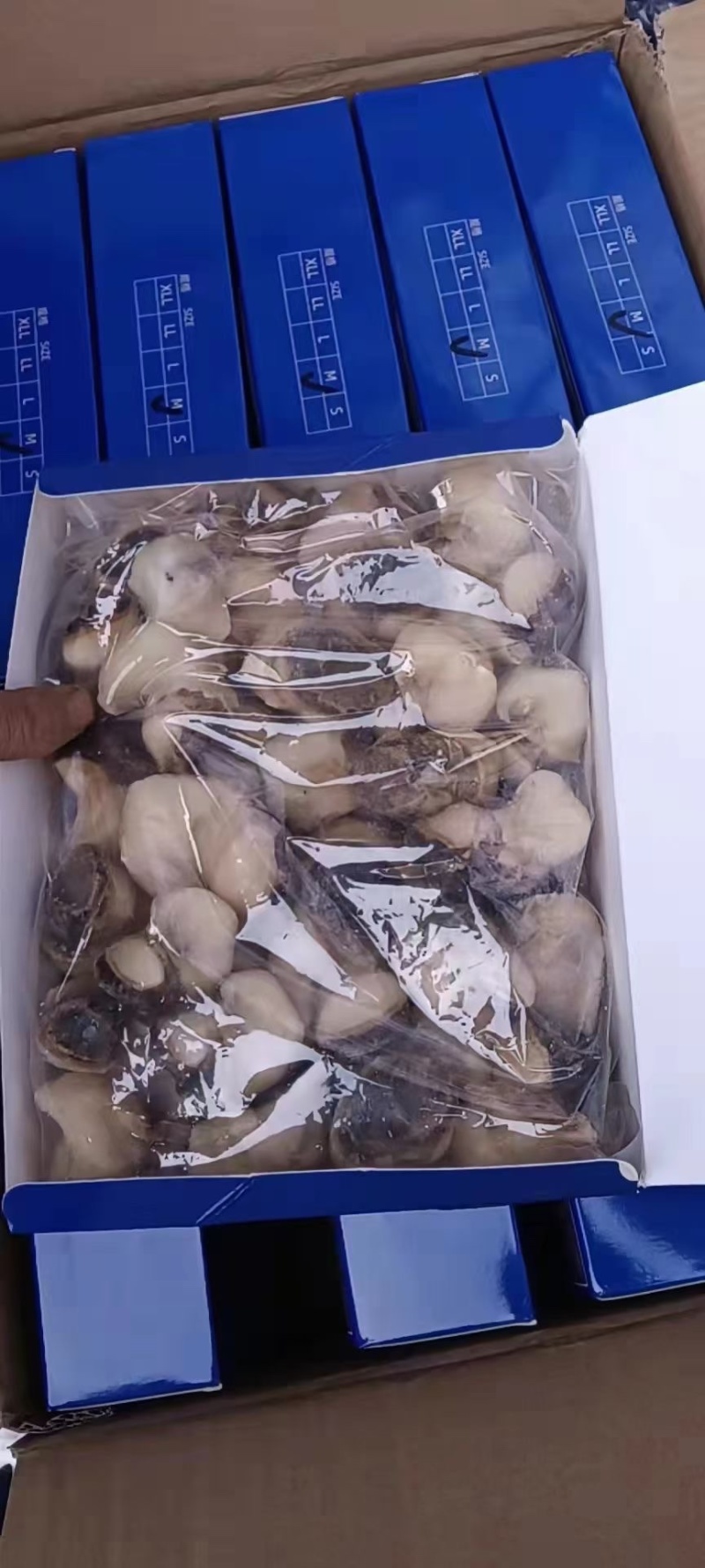 海螺头肉，鲜活海螺剥肉，一件10盒20斤装，大海螺肉