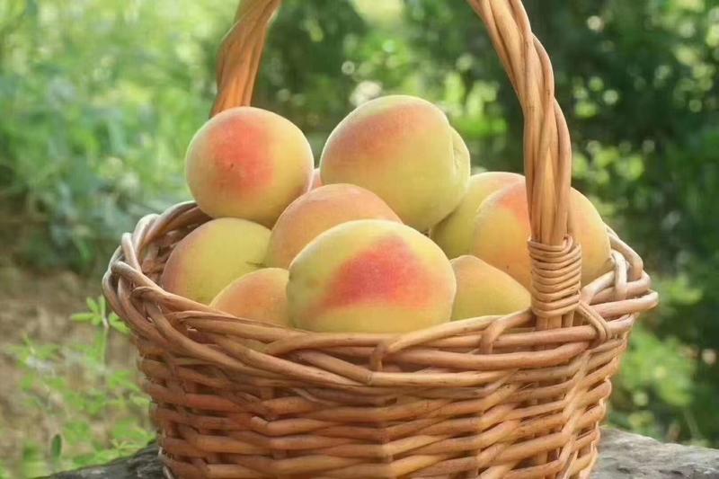 麻阳黄桃来自紫禁之巅的高山️黄桃，纯甜无酸全国一件代发！