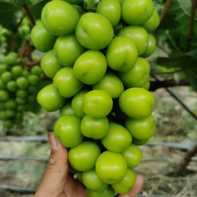 阳光玫瑰