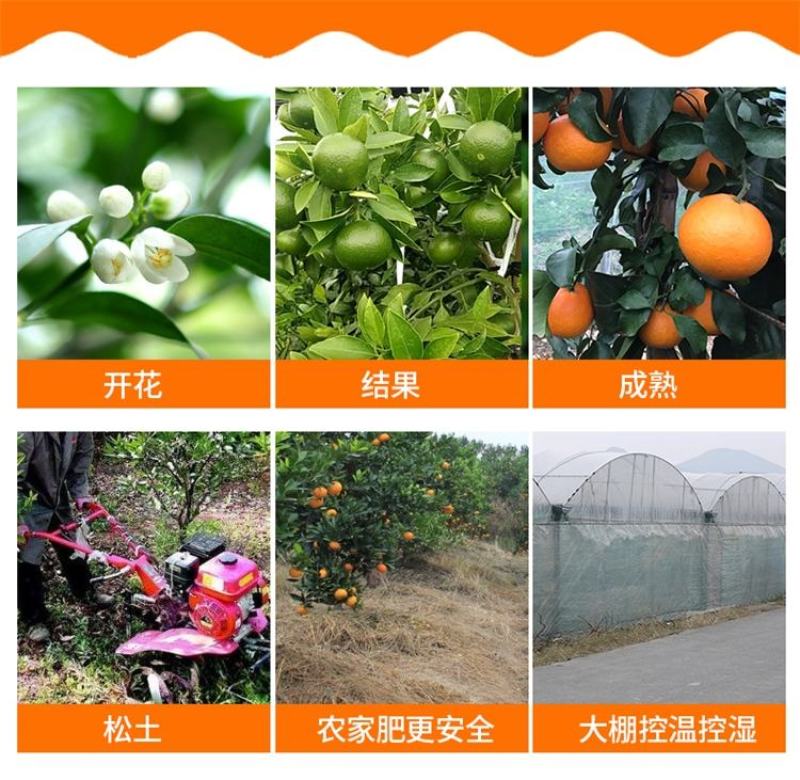 爱媛橙蜜橙，汁多香甜，无渣无核，个头大