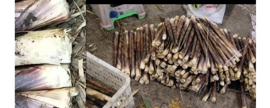 竹笋切片营养展示图