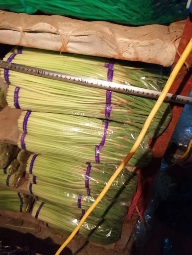 濮阳红帽蒜苔自有冷库600吨现货供应保鲜包装一条