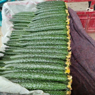 精品鲜花带刺黄瓜，兰陵县鲁南蔬菜批发市场大量有货