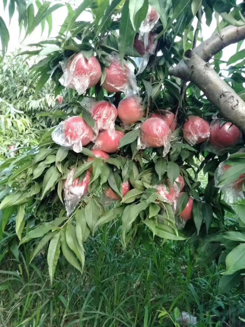 目前陆地各种毛桃已经大量上市，货源充足，量大从优