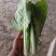 精品奶白菜（奶白菜）