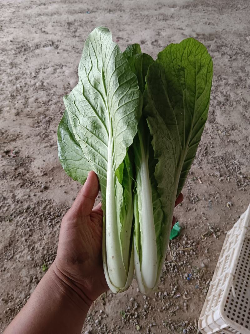 精品奶白菜（奶白菜）