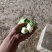 精品奶白菜（奶白菜）
