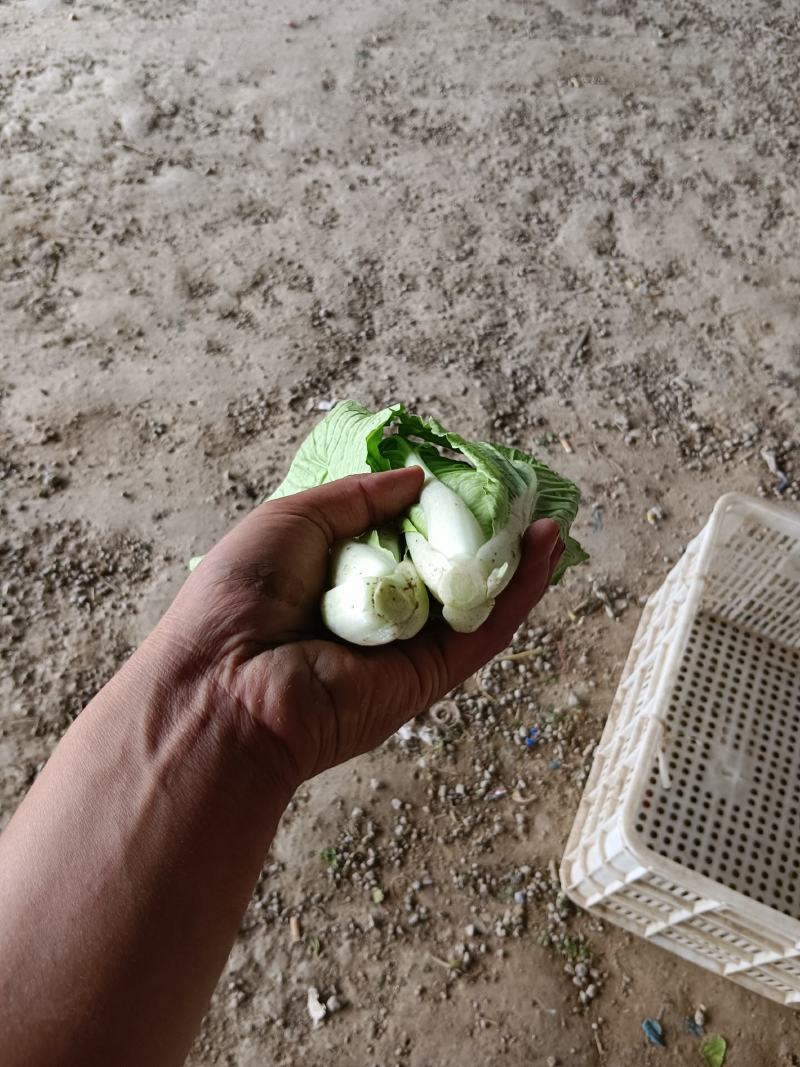 精品奶白菜（奶白菜）
