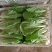 精品奶白菜（奶白菜）