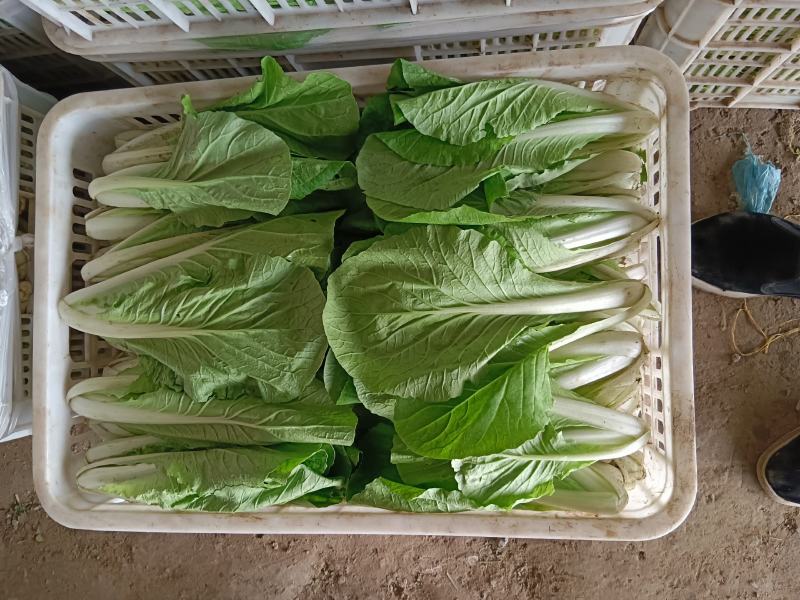 精品奶白菜（奶白菜）