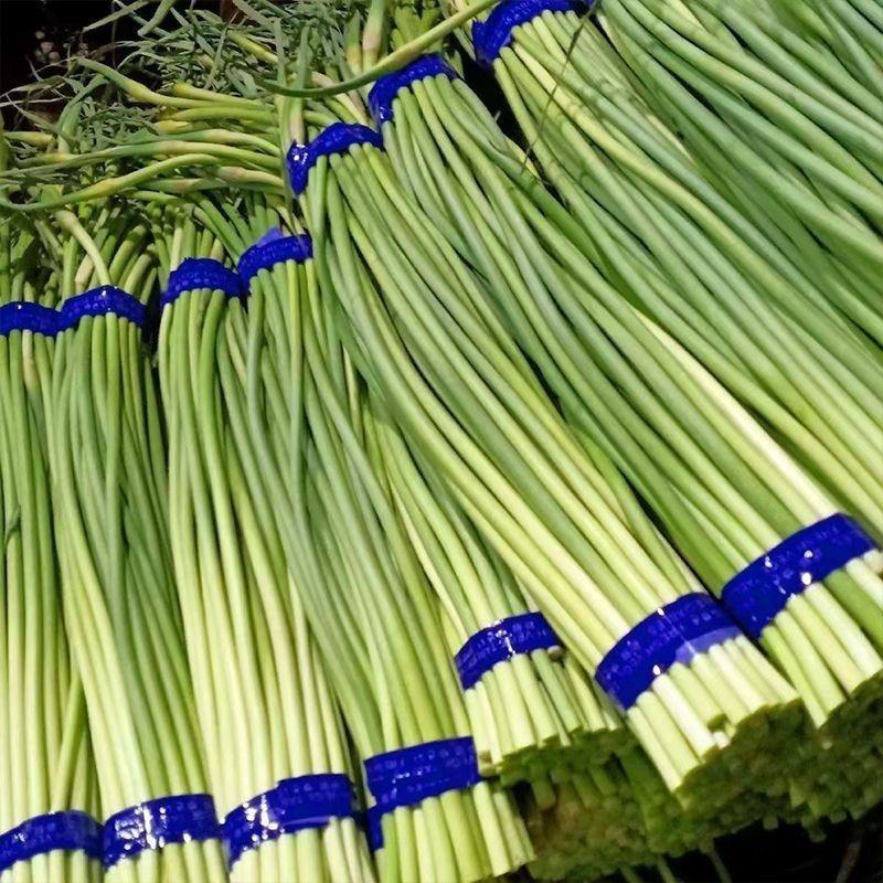 河南濮阳冷库保鲜蒜苔真一手货源量大从优欢迎咨询