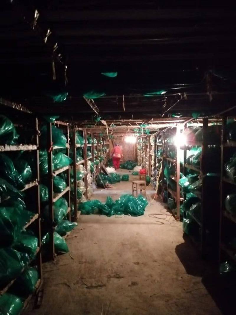 河南濮阳冷库保鲜蒜苔真一手货源量大从优欢迎咨询