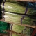 河南濮阳冷库保鲜蒜苔真一手货源量大从优欢迎咨询