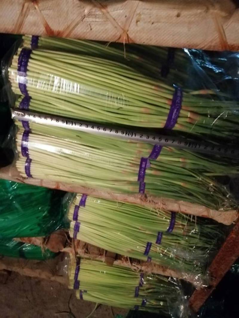 河南濮阳冷库保鲜蒜苔真一手货源量大从优欢迎咨询