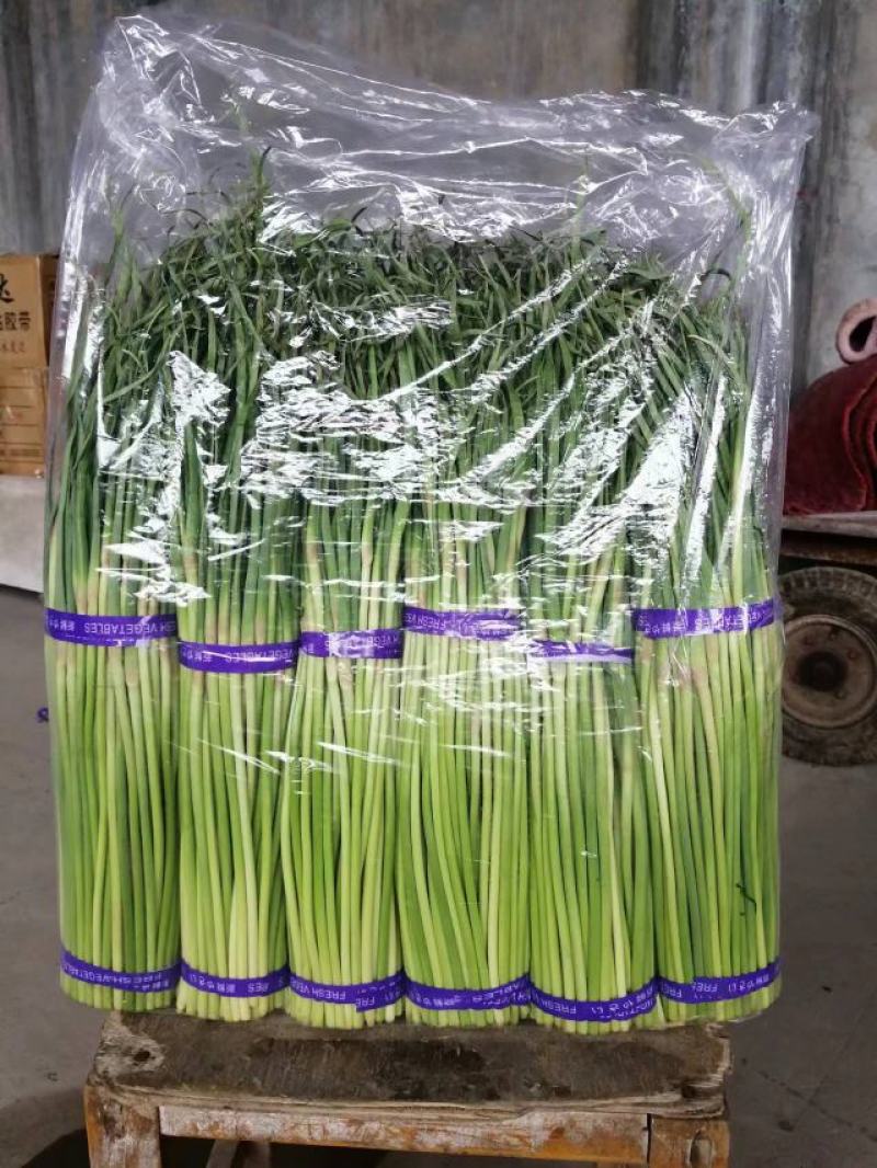 河南濮阳冷库保鲜蒜苔真一手货源量大从优欢迎咨询