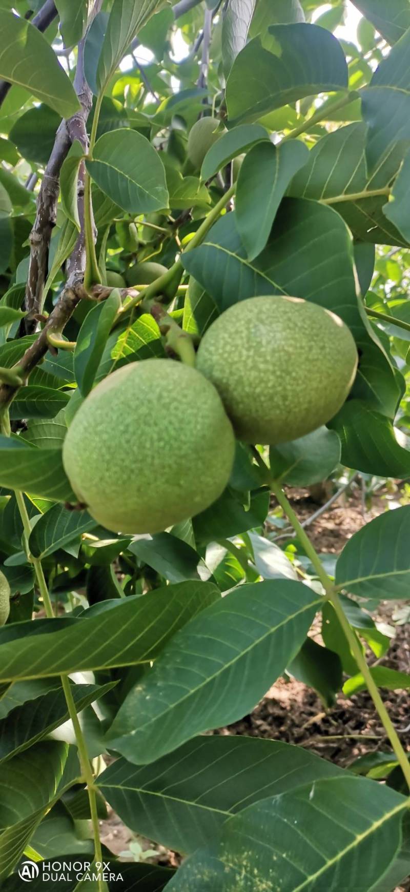 青香核桃