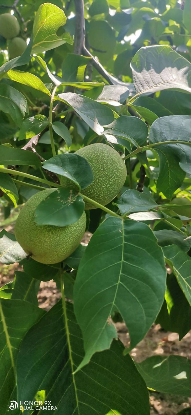青香核桃