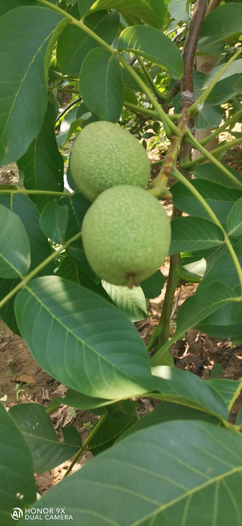 青香核桃