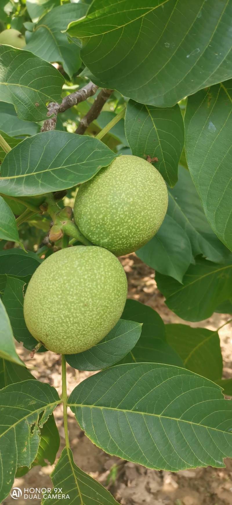 青香核桃