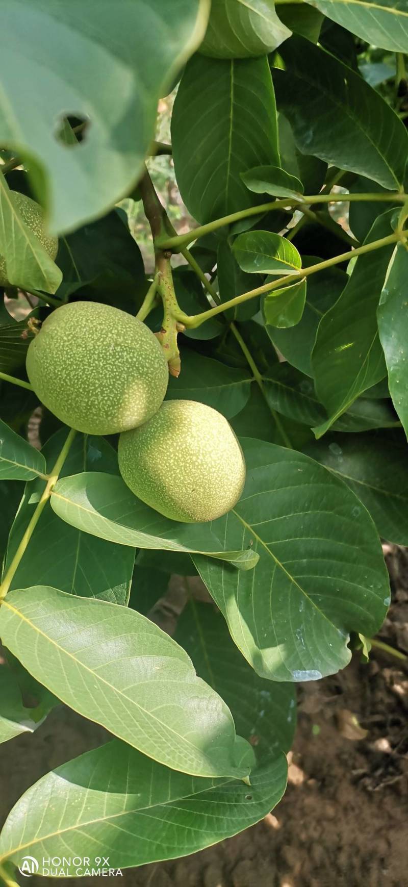 青香核桃