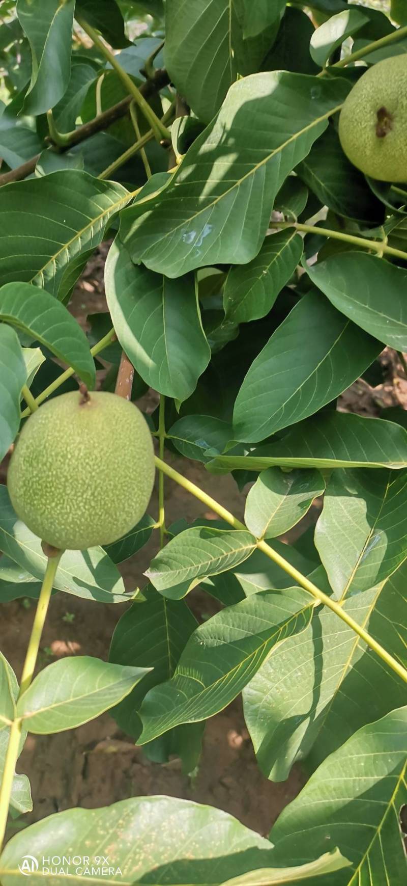 青香核桃