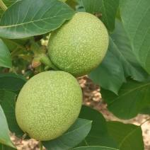 青香核桃
