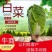 黑龙江省大庆市肇州县大白菜马上上市欢迎全国各地老板采购