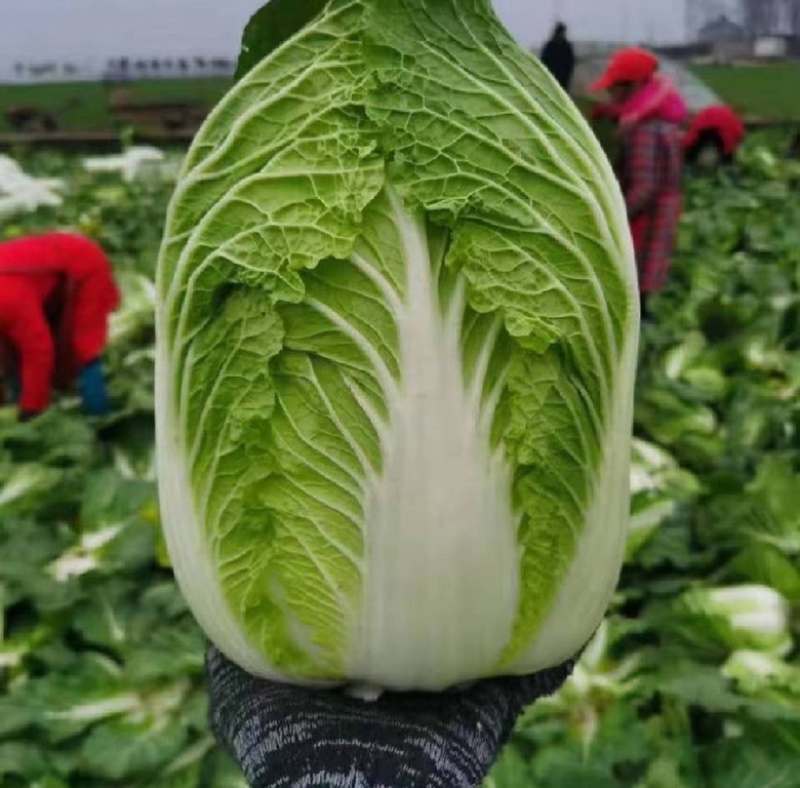 黄心白菜