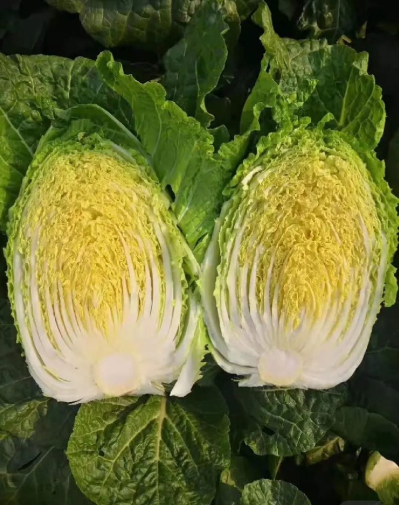 黄心白菜
