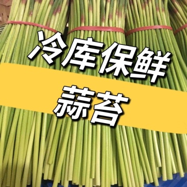 濮阳红帽蒜苔自有冷库600吨现货供应保鲜包装一条