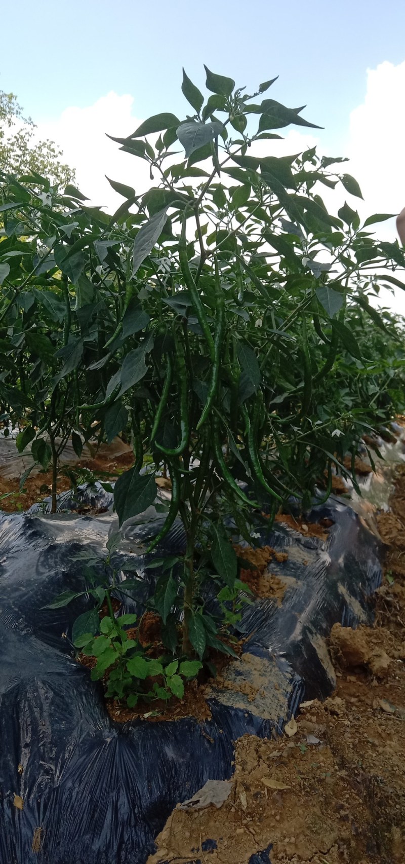 求收购标准出货