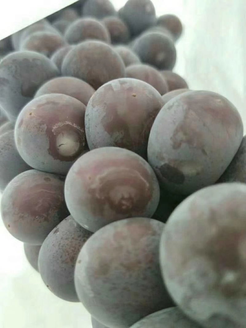 精品陆地红提大量供应，质量杠杠的，车随到随装